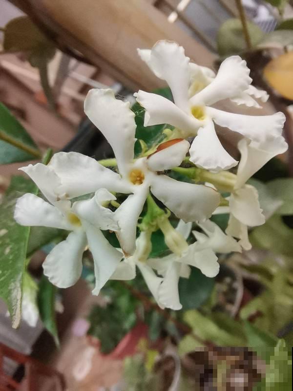 风车茉莉又叫“络石藤”，院子里的爬墙高手，呼呼开满一面墙