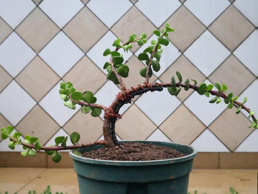 养金枝玉叶,剪成“歪脖子”,越歪越值钱! 养金枝玉叶,剪成“歪脖子”,越歪越值钱!