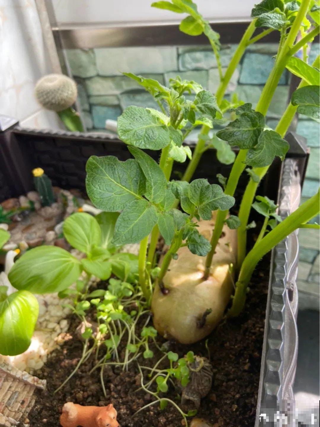 玉米地瓜，放久了自动变成盆栽，太好活了吧？