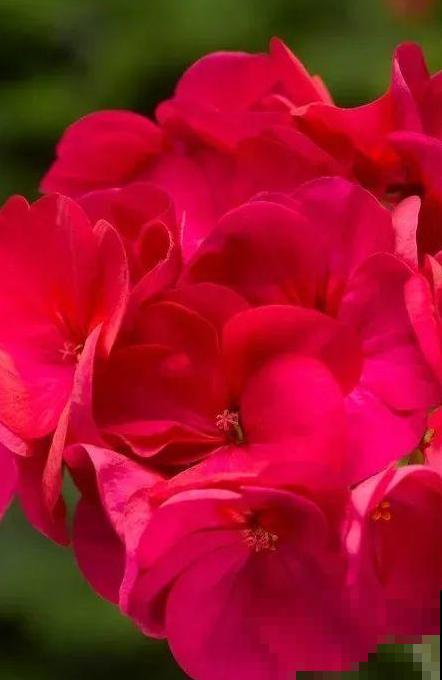 天竺葵太能开,一年能开大半年,花多还易爆盆! 天竺葵太能开,一年能开大半年,花多还易爆盆!