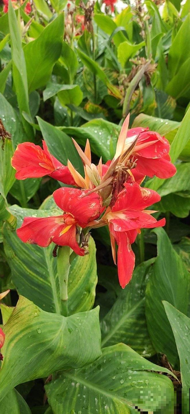 院子里种几棵美人蕉,从夏开到秋,美爆了! 院子里种几棵美人蕉,从夏开到秋,美爆了!