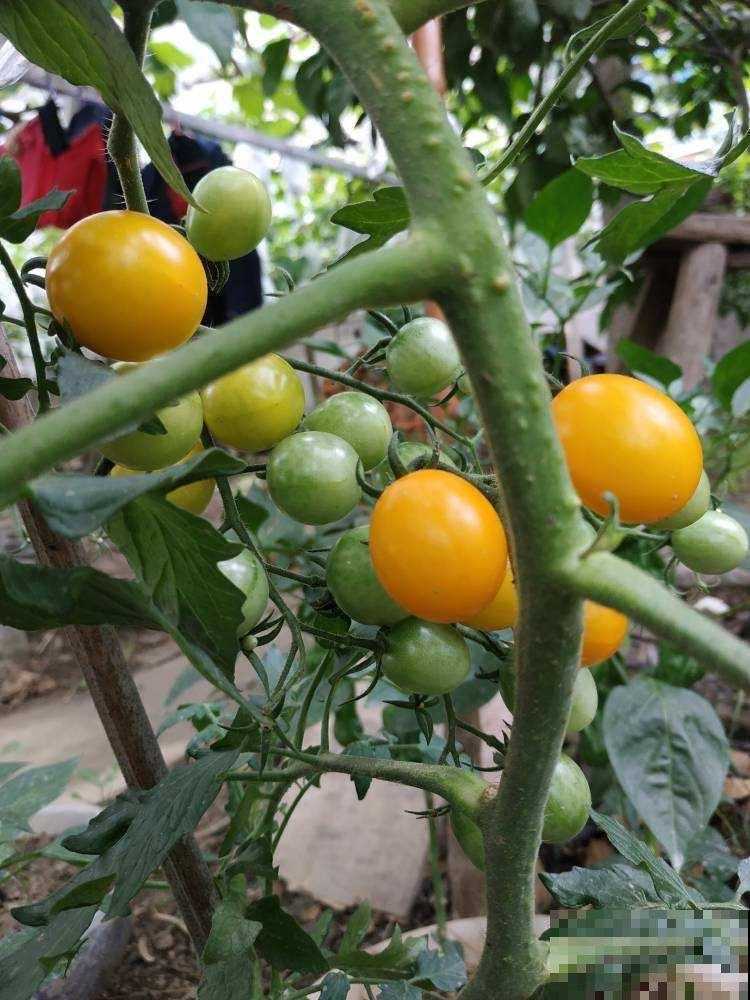 圣女果还用买？在家养一盆，吃都吃不完！