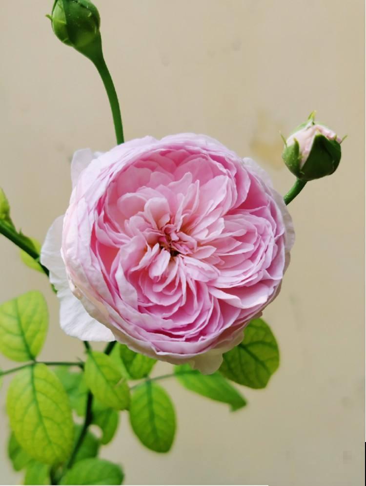 养花5年，我好像变穷了，到底为啥？