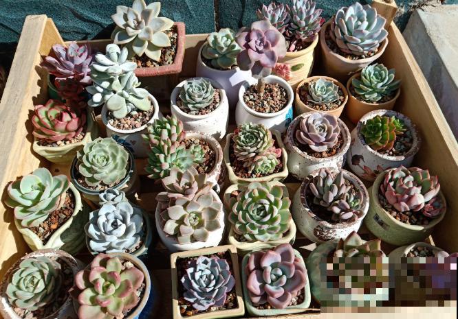 多肉养胖攻略,3步变成肉墩子,一个月就有效! 多肉养胖攻略,3步变成肉墩子,一个月就有效!