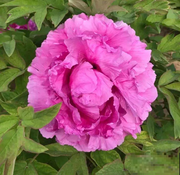 这花只能秋天养,埋土里就活,晚了再等一整年! 这花只能秋天养,埋土里就活,晚了再等一整年!