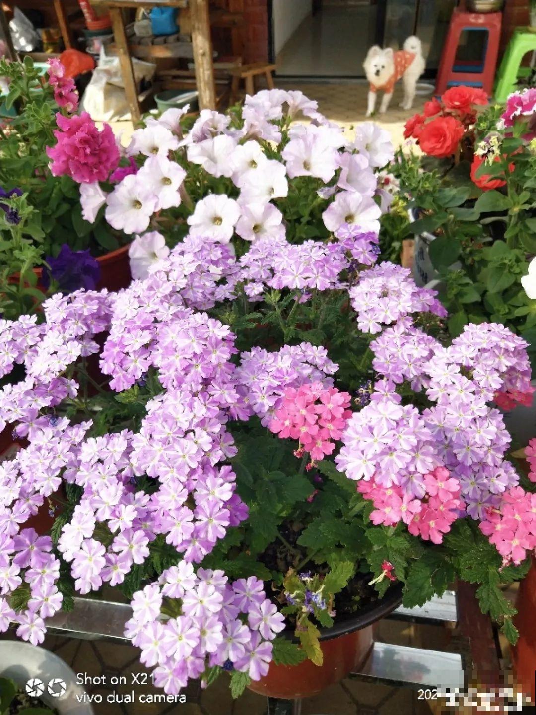 20种花秋天浇水避坑指南,现在就注意,来年长更好! 20种花秋天浇水避坑指南,现在就注意,来年长更好!