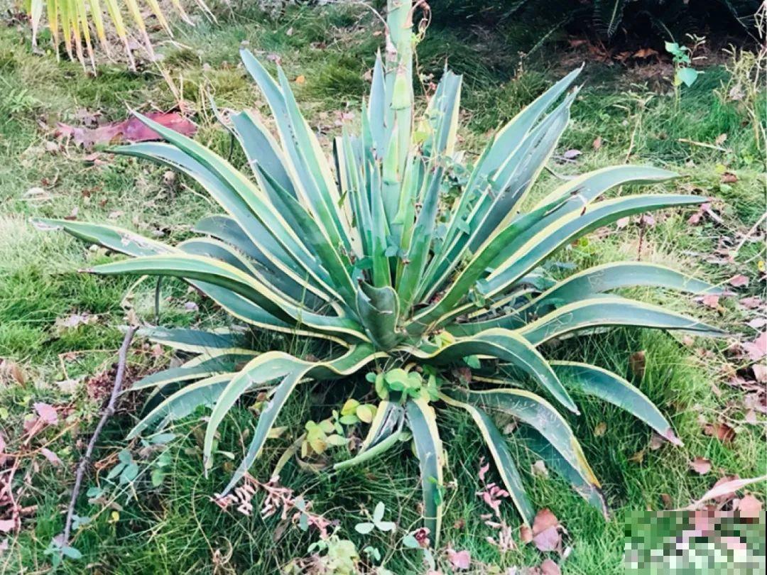 20种有毒花,出门别乱摘,有小孩的特别注意 20种有毒花,出门别乱摘,有小孩的特别注意