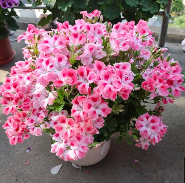 天竺葵最美的20个品种,不养一盆,对不起自己! 天竺葵最美的20个品种,不养一盆,对不起自己!