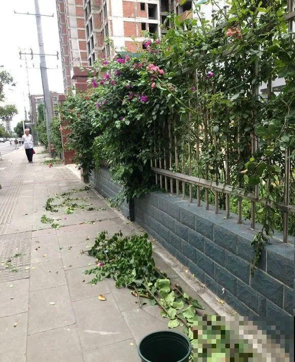 你扔的花,我捡回家,半个月起死回生! 你扔的花,我捡回家,半个月起死回生!