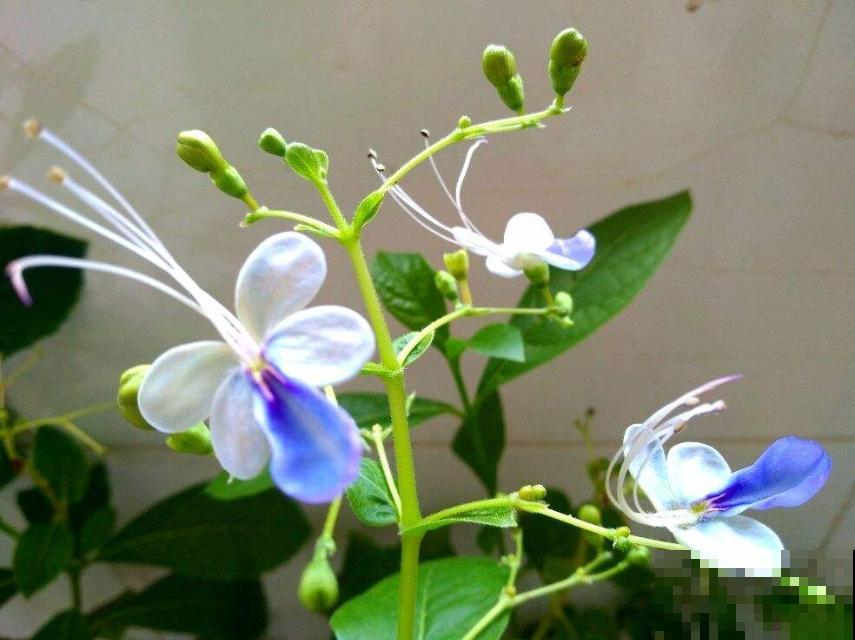 5种名字叫蝴蝶的花，全认识的没几个，最后一种长得太像了！