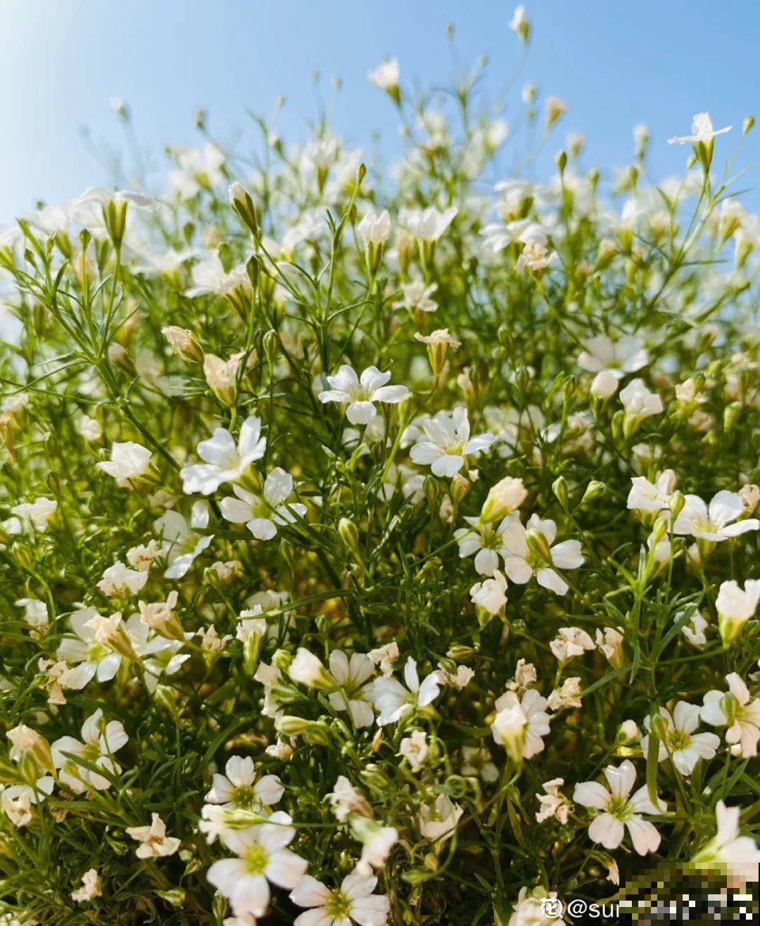 养花怎么才能人工授粉?一根小棉棒,就能解决问题! 养花怎么才能人工授粉?一根小棉棒,就能解决问题!