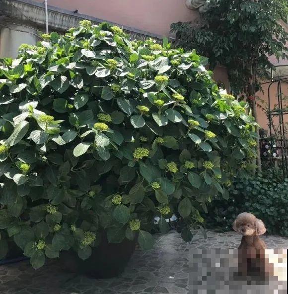 捡了3个大水缸，种上这几种花，放门口太霸气了！