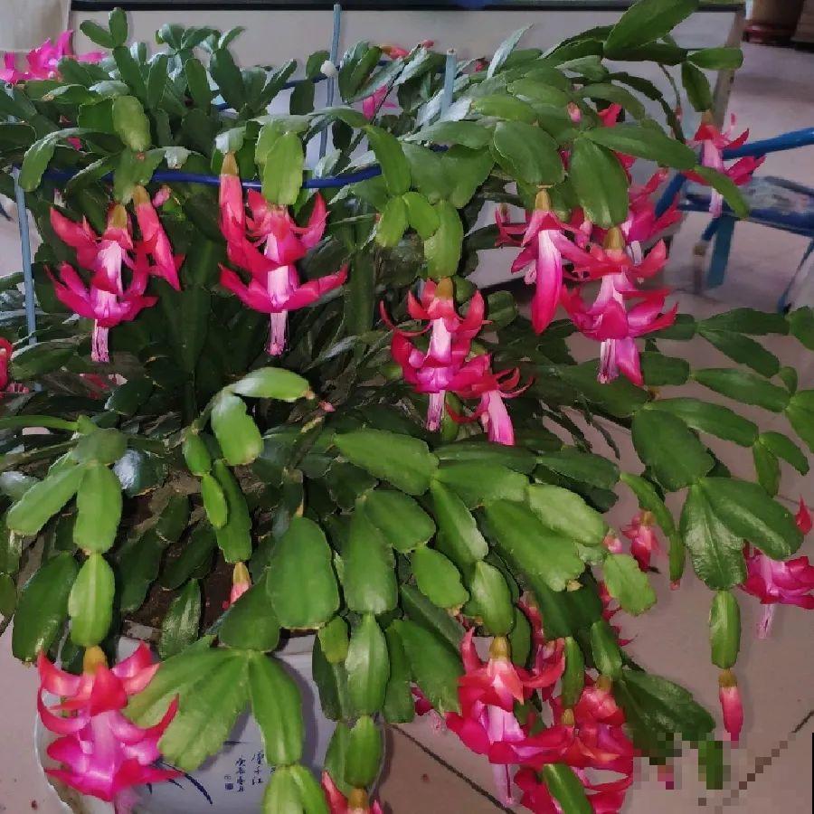 看图猜花名，100道题，测你的养花天分！