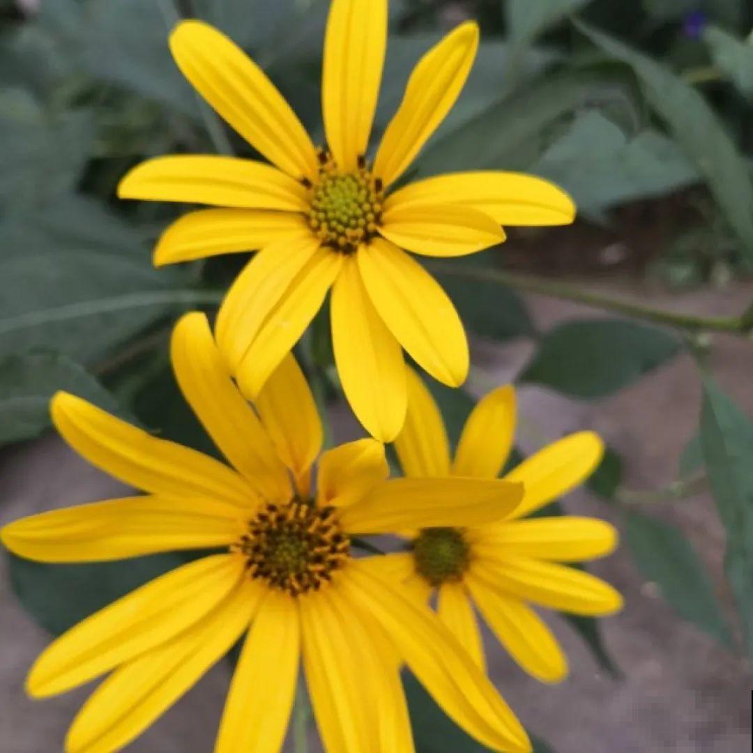 20到养花题，看看你能对几道，对一半就是大神