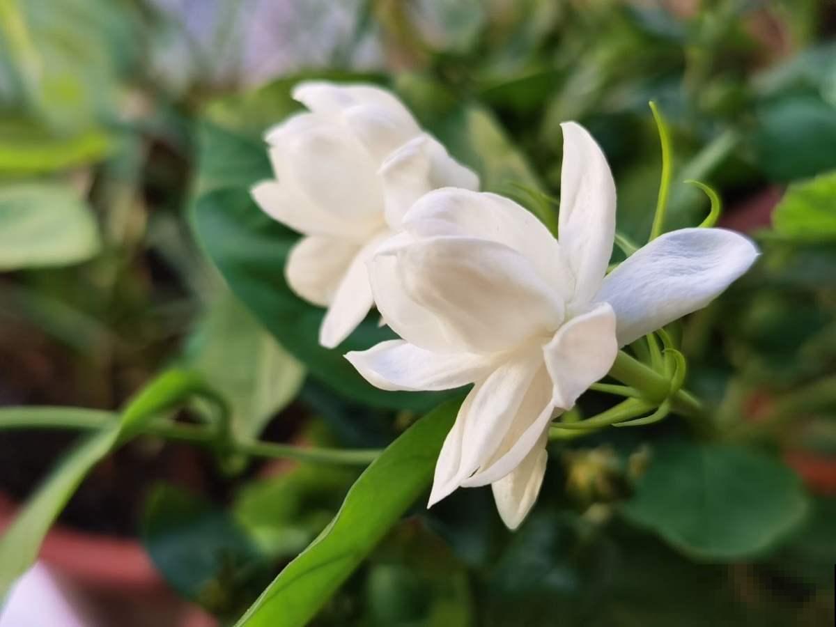 秋天干燥，家里养盆“润心”花，养生对身体好