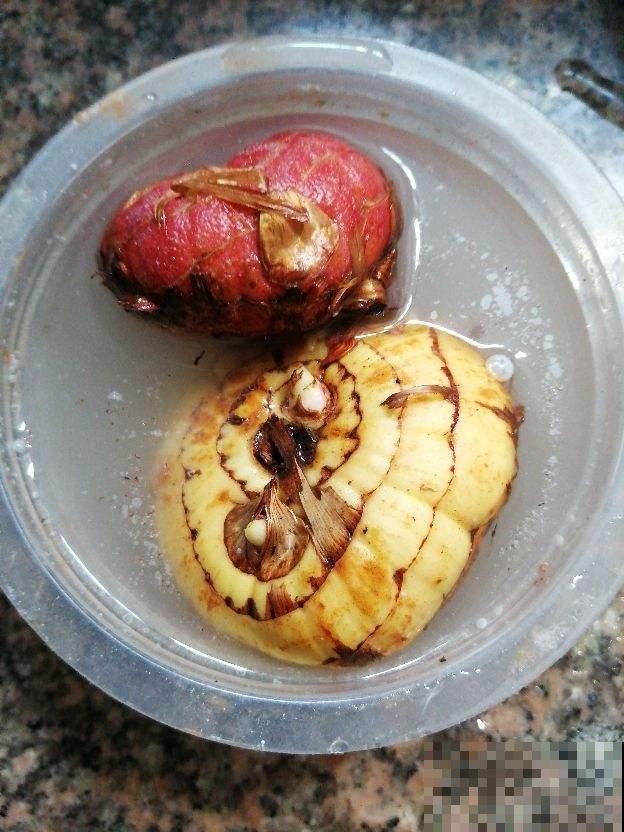 种球开完花,要好好养护,才能继续养大 种球开完花,要好好养护,才能继续养大