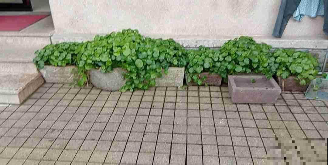 铜钱草发黄还蔫儿?剪几刀,叶子大还绿油油! 铜钱草发黄还蔫儿?剪几刀,叶子大还绿油油!