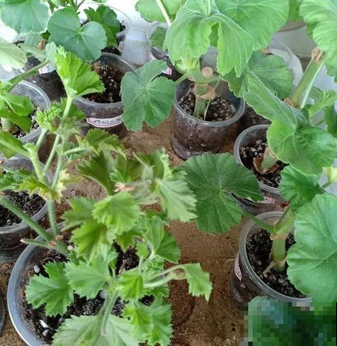 秋老虎来了，9种花进入“死期”，切莫大意！