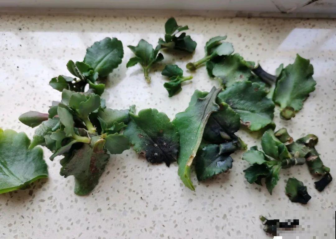 秋凉容易生虫子，月季招来害虫，必须赶紧换盆