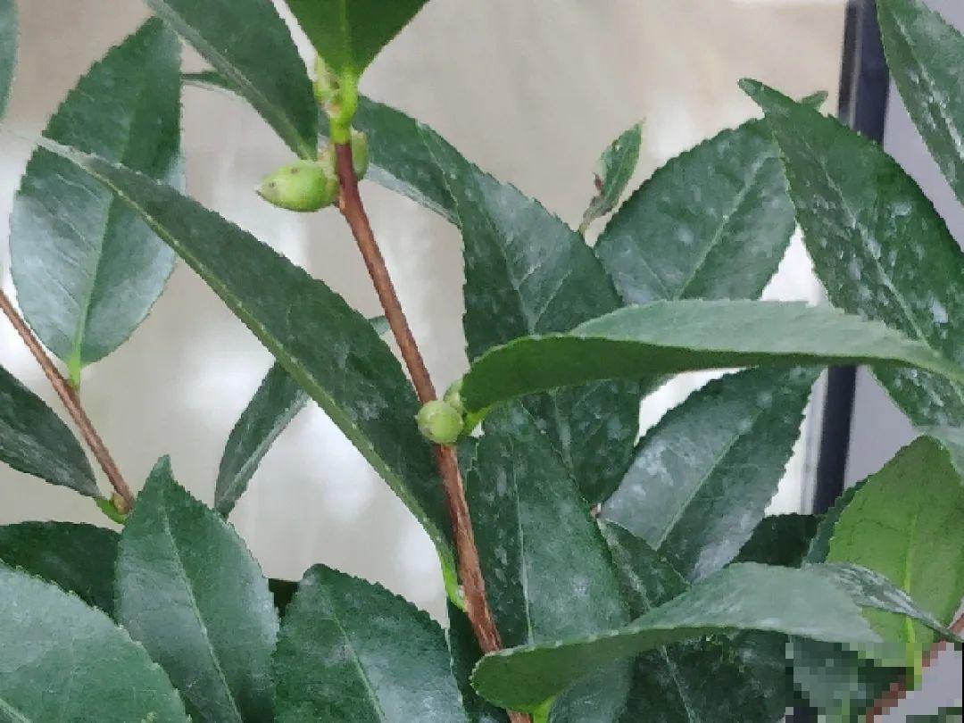 这种花苞要摘掉，不然全都开不了，花还会死！