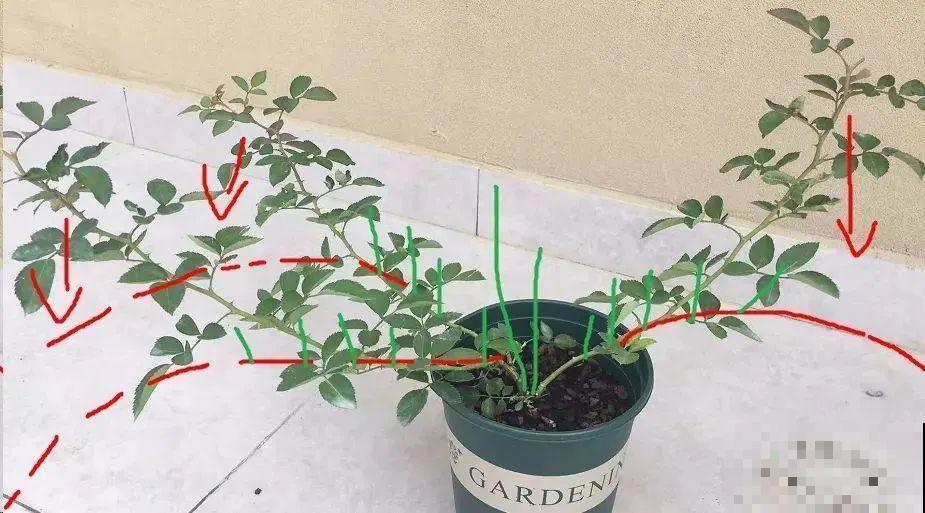 月季秋天这么养,长得快,狂冒芽,开花直到冬天! 月季秋天这么养,长得快,狂冒芽,开花直到冬天!