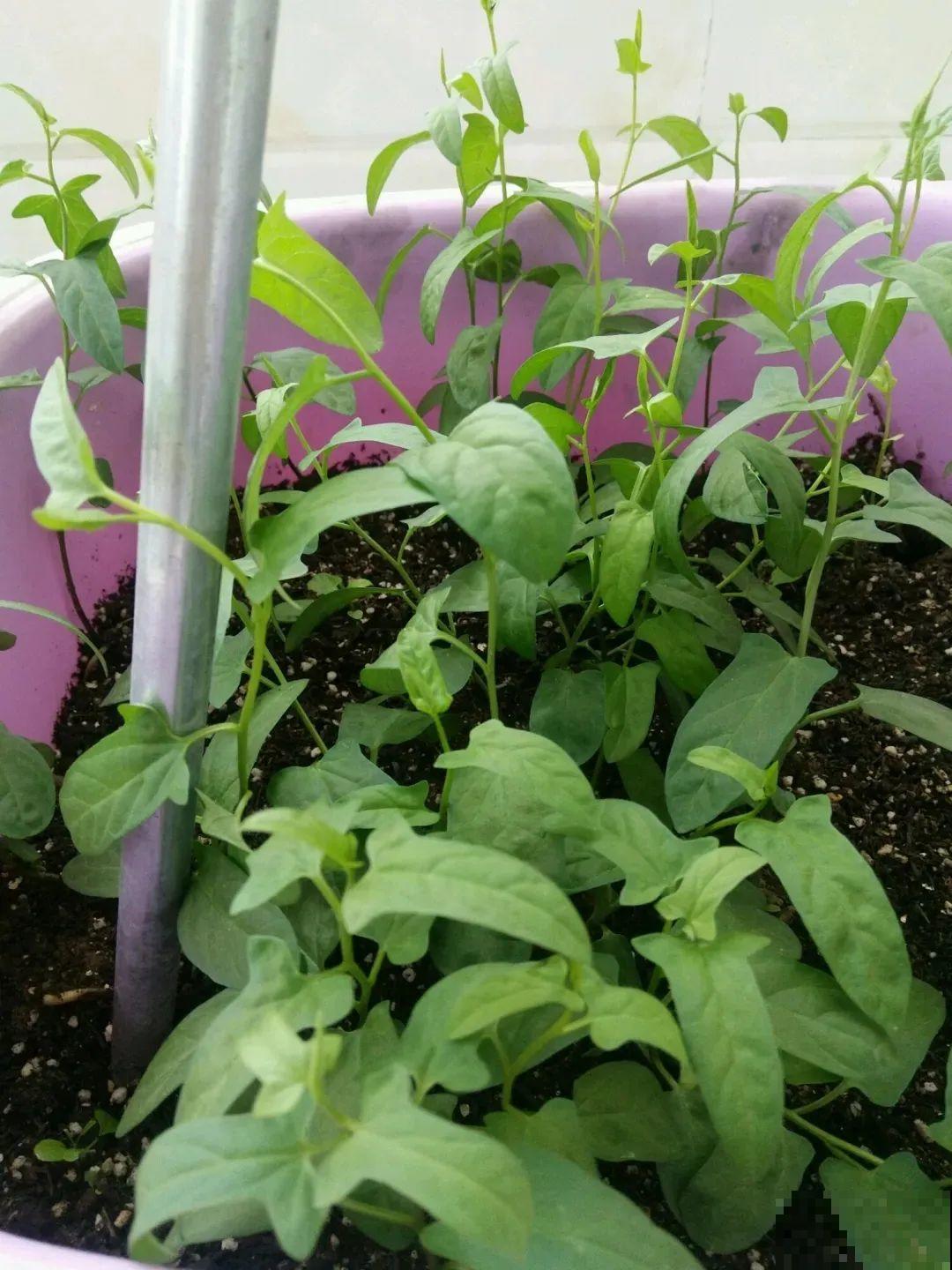 这花太好养,-40℃冻不死,1年能长6米! 这花太好养,-40℃冻不死,1年能长6米!