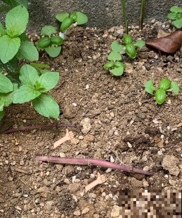 5种花最好别养,根钻得到处都是,砍都砍不尽! 5种花最好别养,根钻得到处都是,砍都砍不尽!