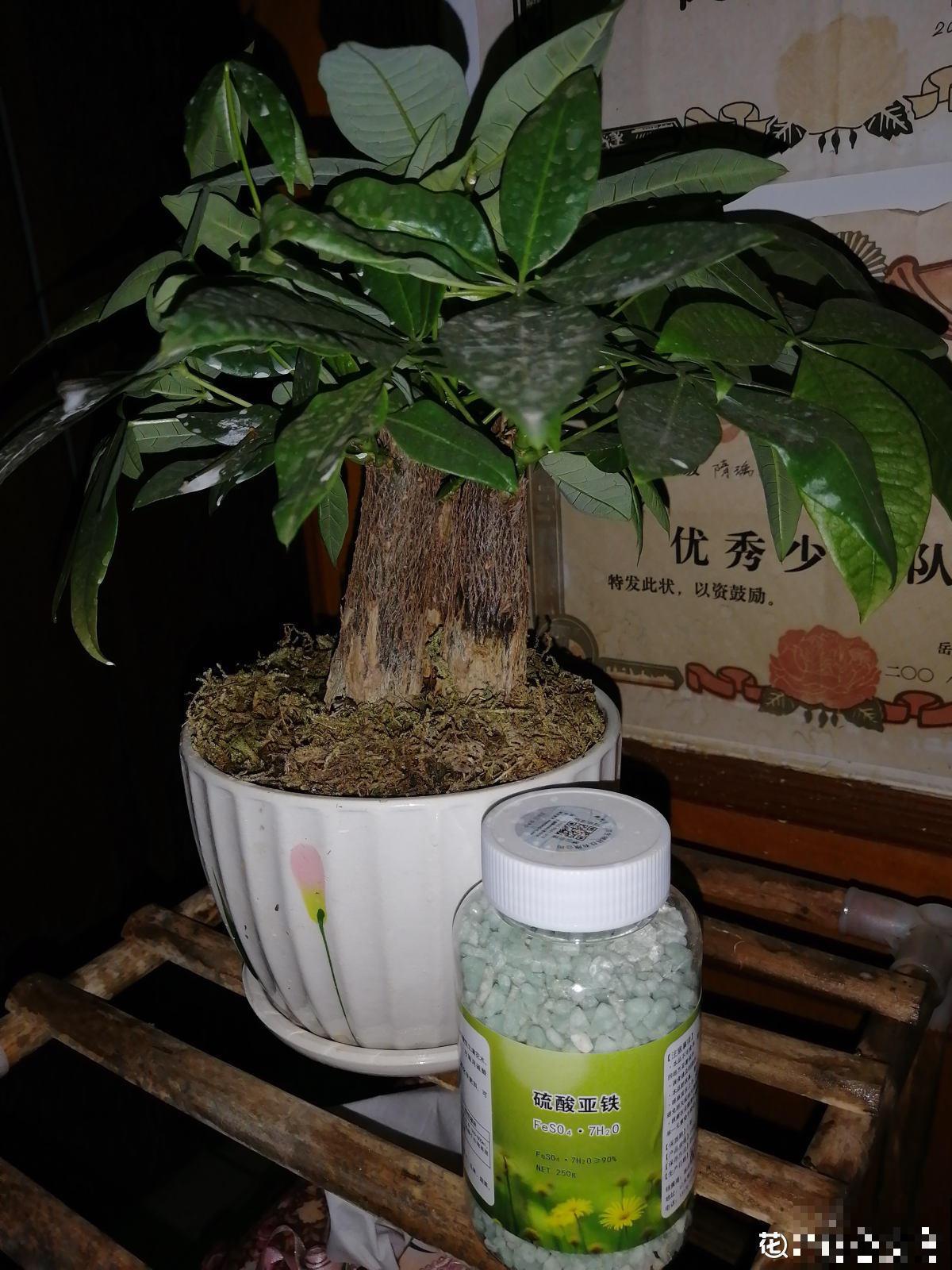 花盆里浇水加1种“料”，黄叶立马翠绿油亮，花越长越旺