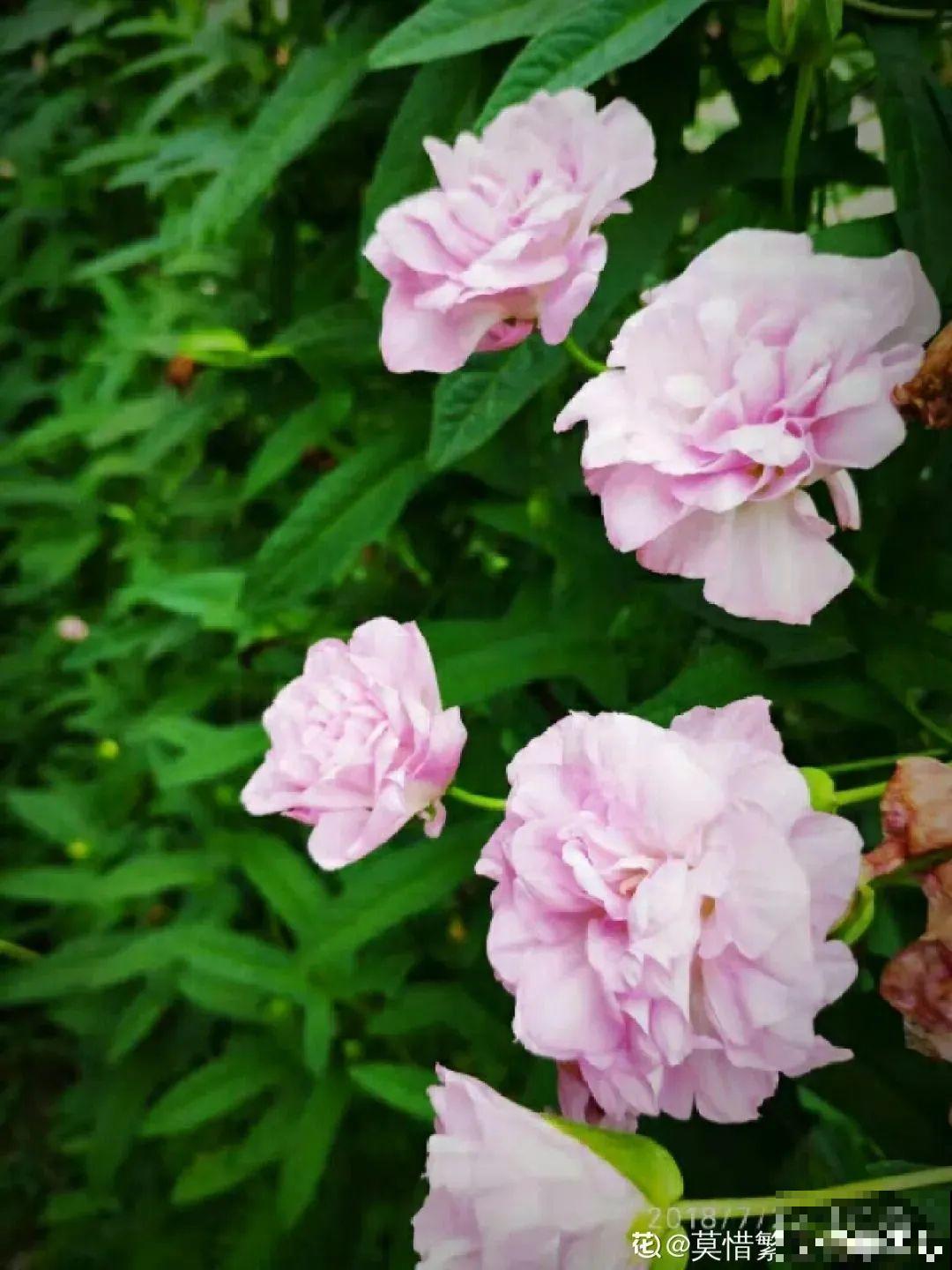 这花太好养，-40℃冻不死，1年能长6米！