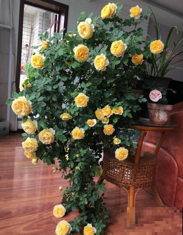 10种月季枝条太软，大家都说垂头，结果吊起来养超惊艳！