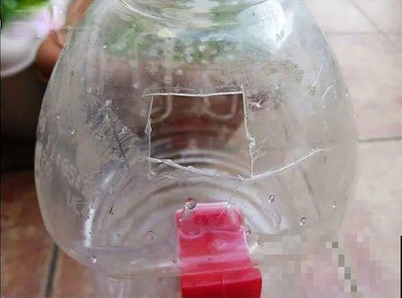 旧筷子、老干妈瓶，都是养花宝贝，做盆浇水都能用！