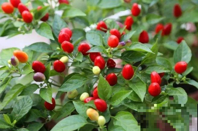 一盆五彩椒，结果好几斤，再也不用买辣椒！