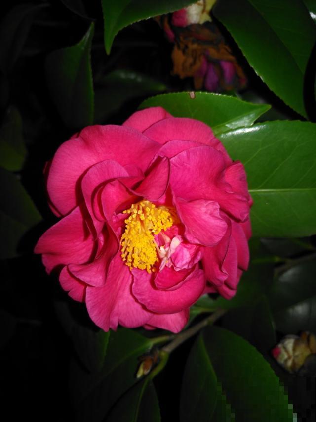 又到了养茶花的季节,给它喝点醋才能开花多,花苞个个开不停 又到了养茶花的季节,给它喝点醋才能开花多,花苞个个开不停