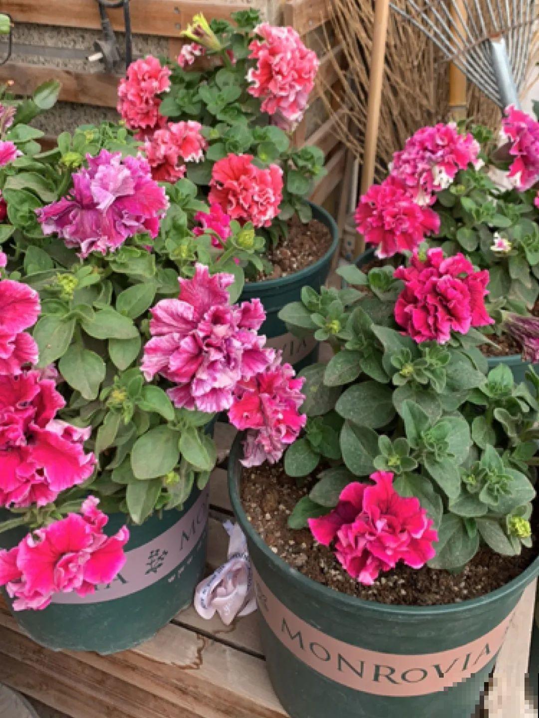 扦插这些花,只需摘几片叶子,生根太容易! 扦插这些花,只需摘几片叶子,生根太容易!