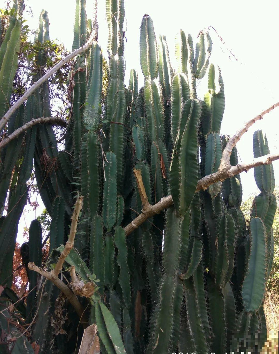 30层楼高开满三角梅,变成空中花园,太美了! 30层楼高开满三角梅,变成空中花园,太美了!