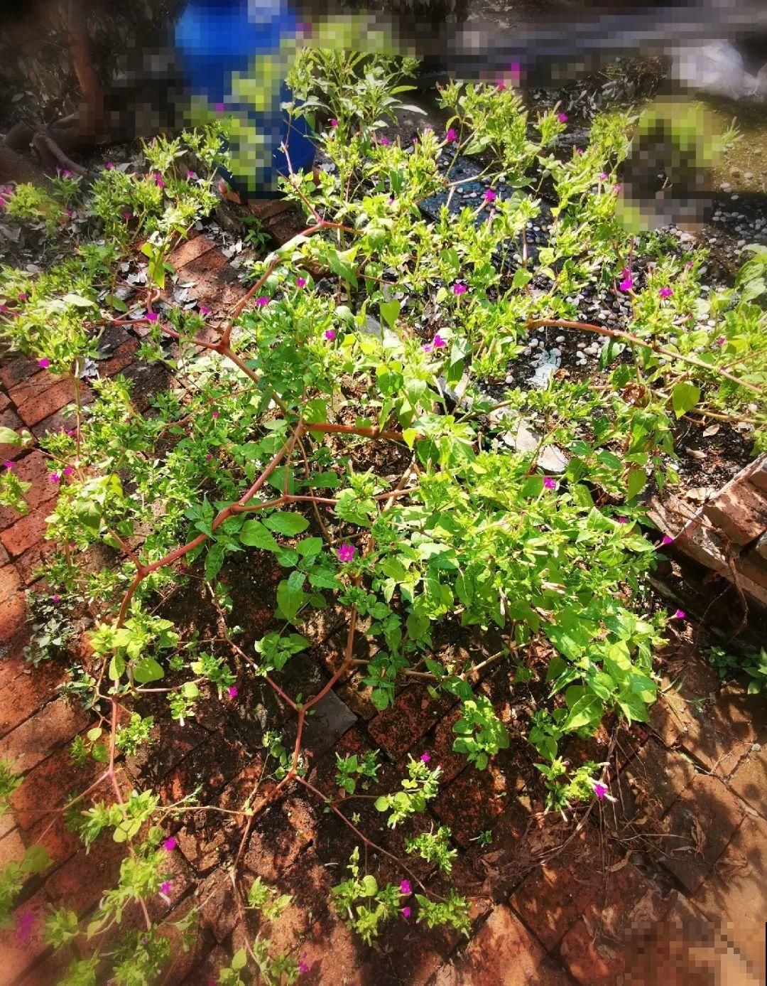 养花界的小强,用脚踩都死不了,根本不敢种院里! 养花界的小强,用脚踩都死不了,根本不敢种院里!