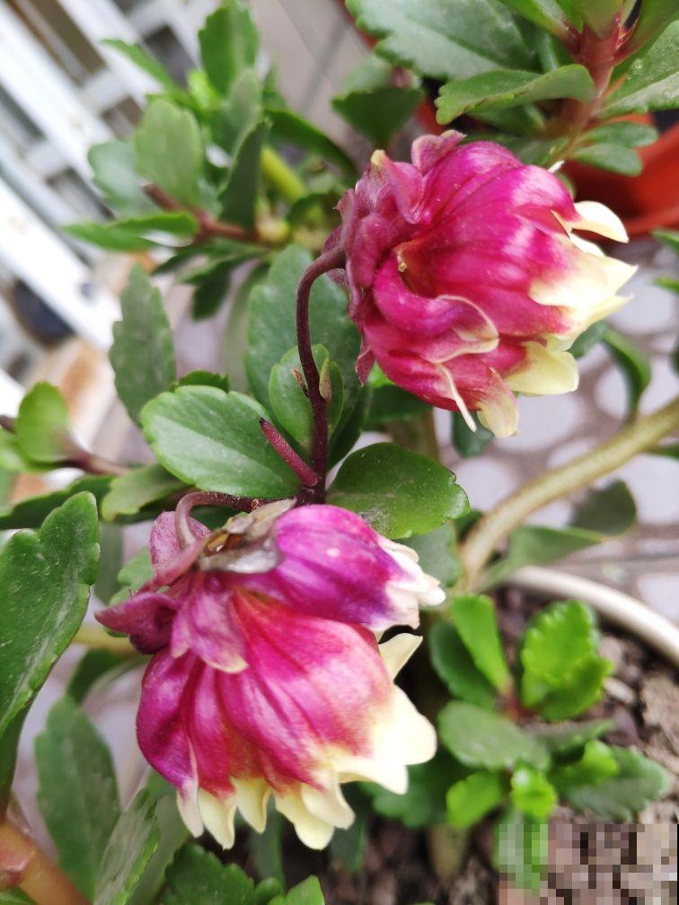 秋冬新宠“小铃铛”，原来叫宫灯长寿，跟不死鸟是亲戚