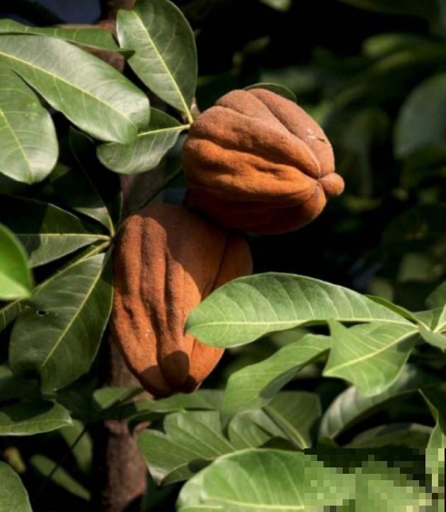 16种奇花异草,随便挑一个,你都没见过! 16种奇花异草,随便挑一个,你都没见过!