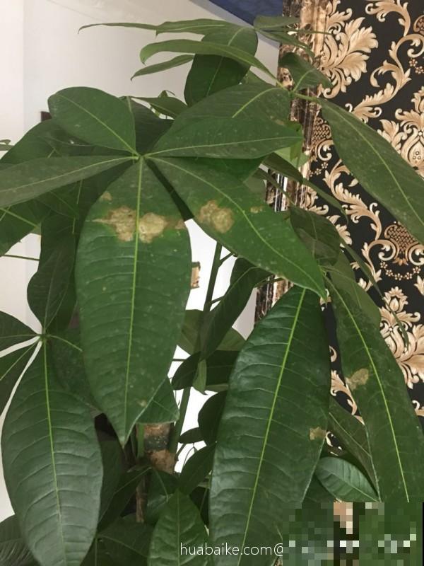 新手养花，牢记5个“坑”，也能把花养爆盆