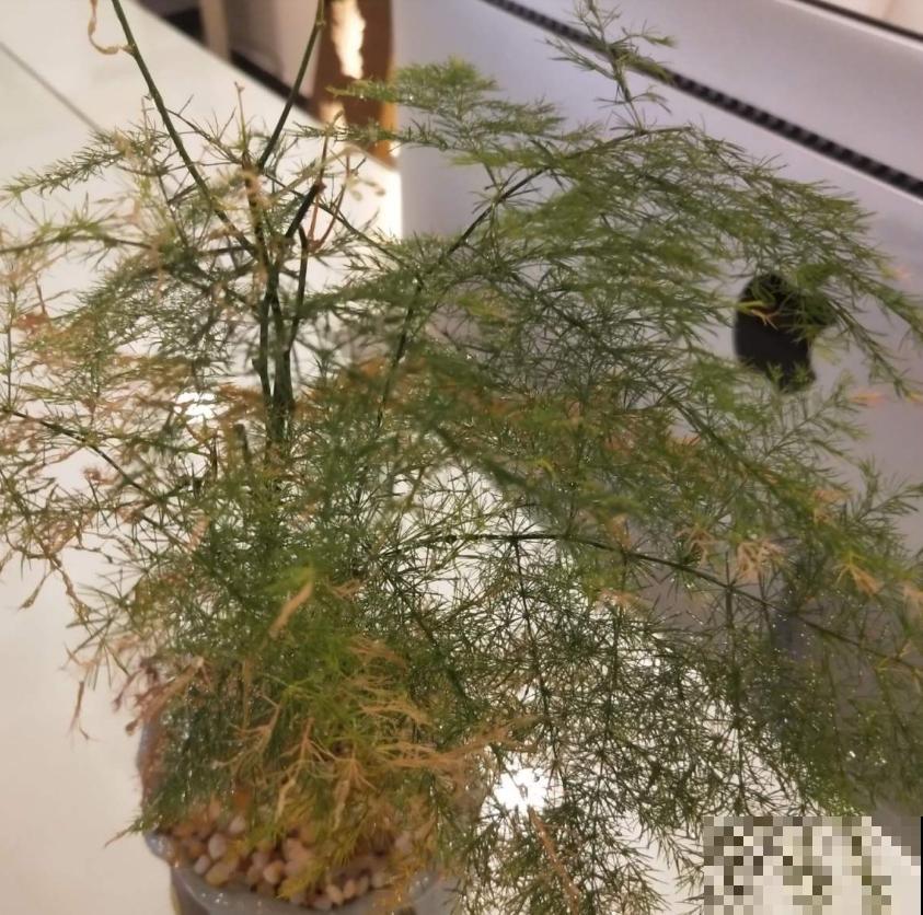 文竹总是枯黄,找准原因,对症下药,新叶子绿油油! 文竹总是枯黄,找准原因,对症下药,新叶子绿油油!