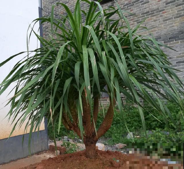 寿命最长的花，10岁养到100岁，够你养一辈子！