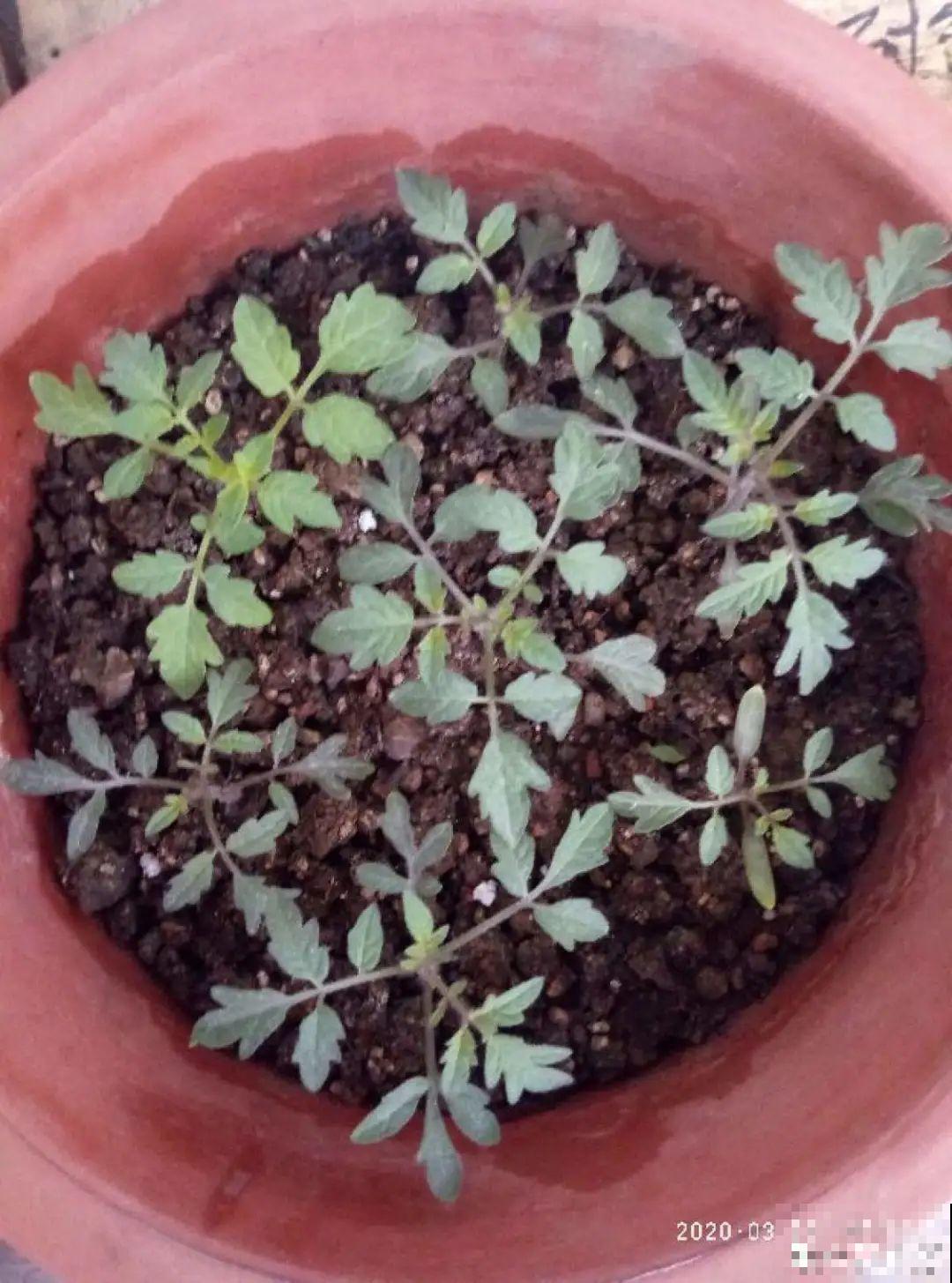 秋天养这4种菜，长得快、结果多，一茬茬吃不完！