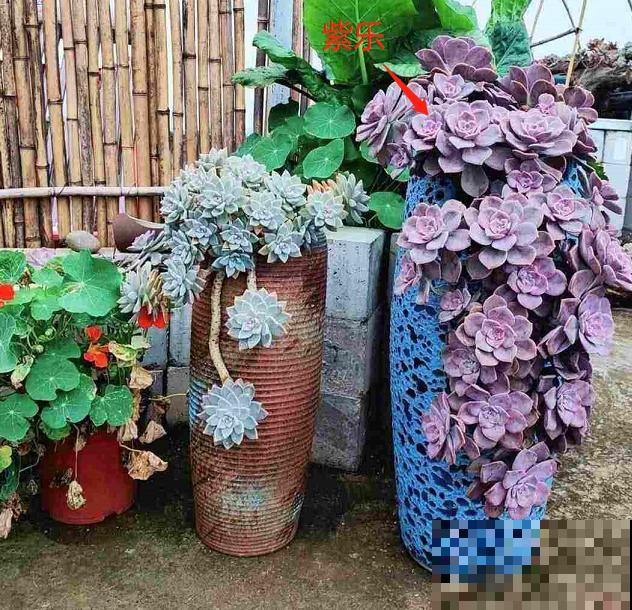 封闭小阳台，适合养这8种多肉，上色快、爆盆容易！