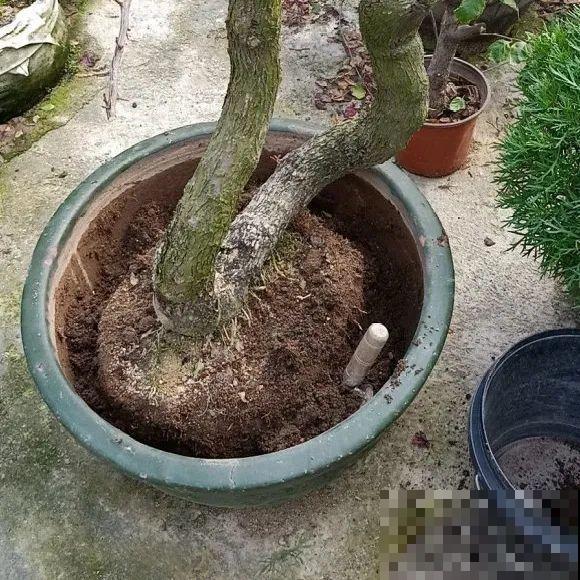 养花不一定要用大花盆，8种花要换小盆，挤着养才能长好