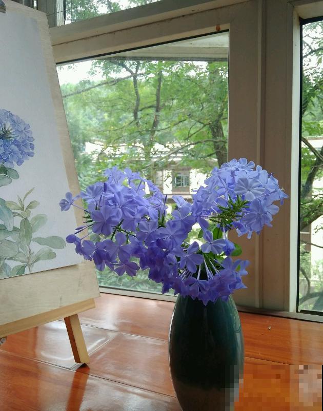 她家的花一开，就赶紧画成水彩画，比真花还美！