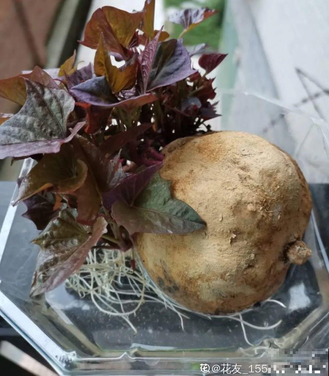 玉米地瓜，放久了自动变成盆栽，太好活了吧？