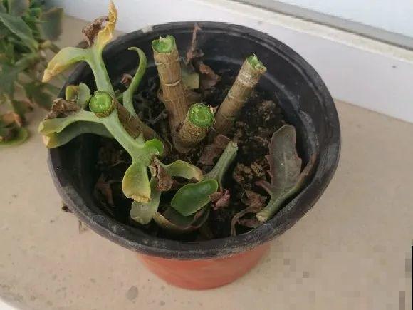 现在开始，这10种花不能剪，剪了开花难！