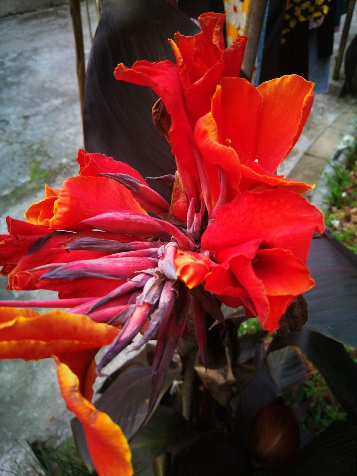 院子里种几棵美人蕉,从夏开到秋,美爆了! 院子里种几棵美人蕉,从夏开到秋,美爆了!