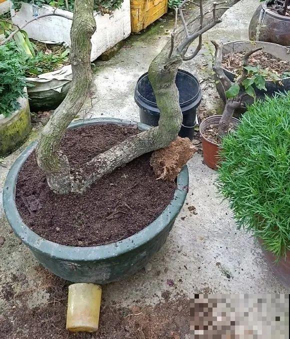 养花不一定要用大花盆，8种花要换小盆，挤着养才能长好