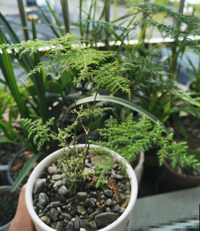 养花人,认识这4个字,就能解决黄叶和烂根问题! 养花人,认识这4个字,就能解决黄叶和烂根问题!